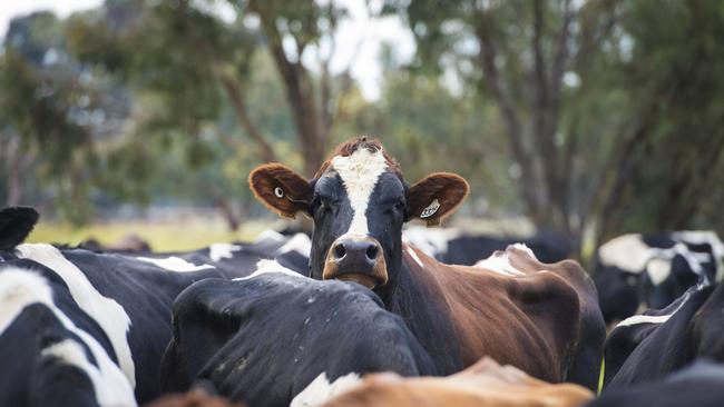 DAIRY: Ellie HodgeEllie is a vet student and just won a $12,000 scholarship through meat processor Greenhams. Pictured: Generic farm dairy. Dairy. Cows. PICTURE: ZOE PHILLIPS