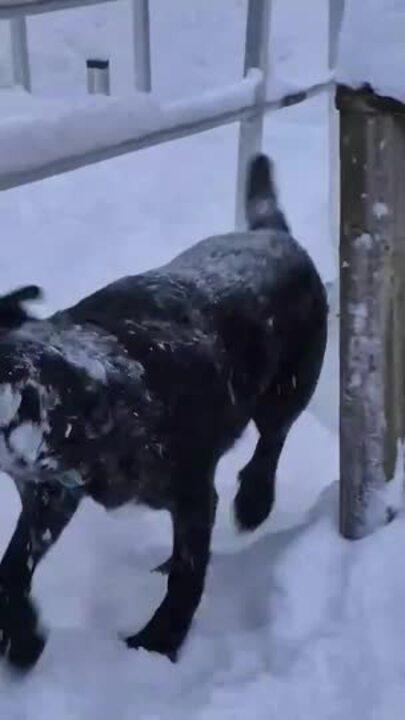 Adorable Dog Leaps Through Deep Snow in Ontario