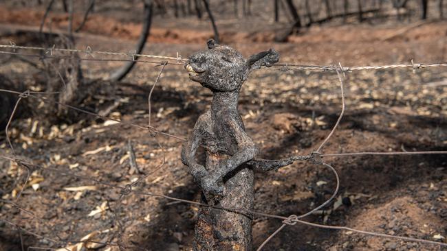 A juvenile Kangaroo was caught in a fence trying to escape in Cudlee Creek. Picture: Brad Fleet