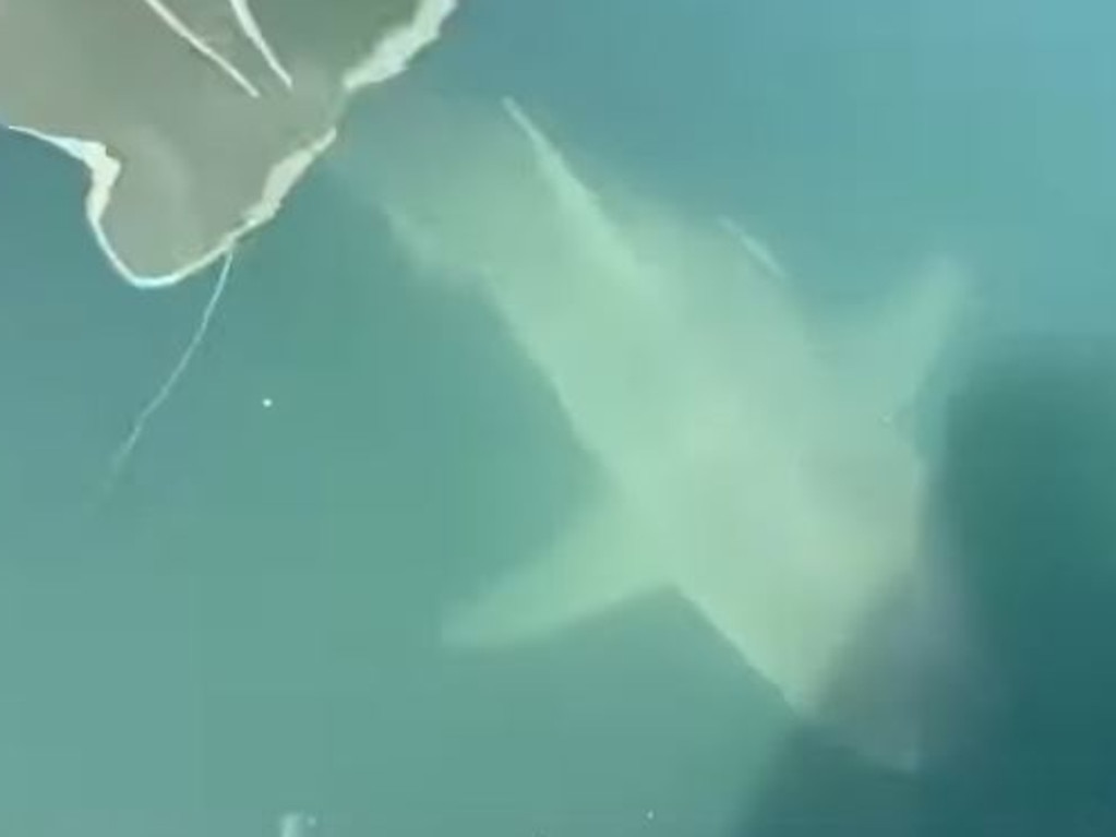 Dog owners have been issued a terrifying warning after multiple sharks were sighted in a popular swimming spot in Sydney’s Northern Beaches. Picture: Mosman Collective