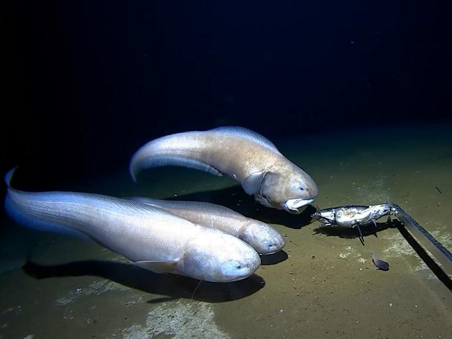 Surprise find at bottom of Aussie ocean