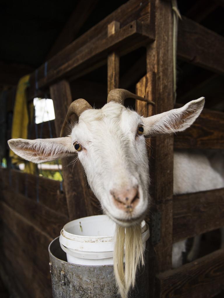 They also run milking goats, chickens and geese, pickling and expounding the virtues of permaculture. Picture: Zoe Phillips