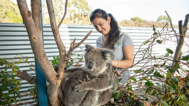 Kangaroo Island Wildlife Park owner Dana Mitchell with some of the injured koalas. Picture: Brad Fleet