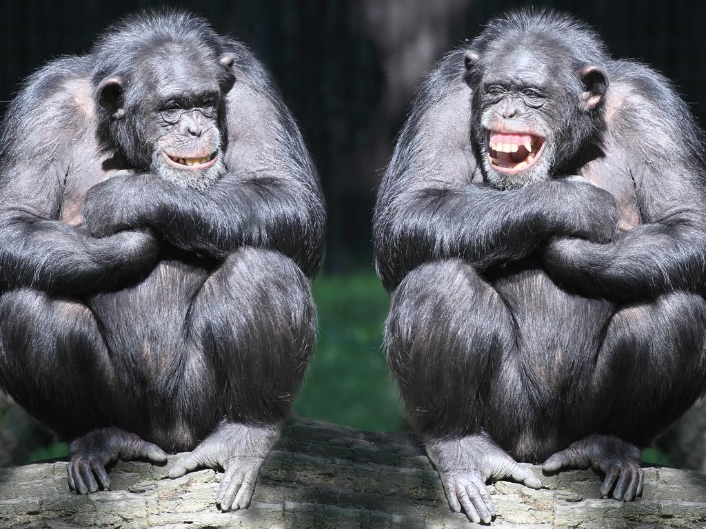 Two chimpanzees have fun, laughing generic