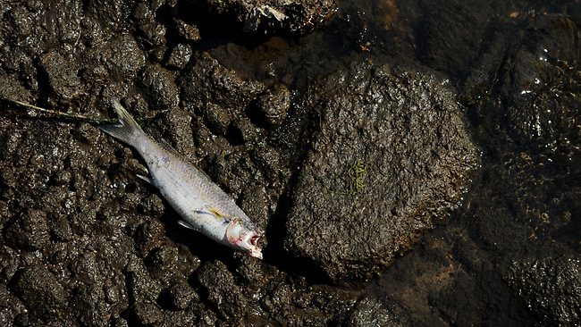 Up to 60 fish die after youths drain Curl Curl lagoon | news.com.au ...