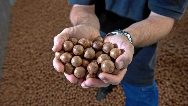 GYMPIE GOLD: Gympie is part of one of the largest macadamia producing regions in the country. Picture: Patrick Woods