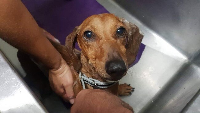 A sausage dog having a bath. Photo: Facebook- RSPCA