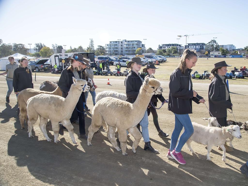 High School agriculture students lead livestock during the Grand Parade.