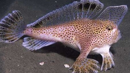 Clarence Mayor Doug Chipman said the spotted handfish would not be impacted. Picture: SUPPLIED