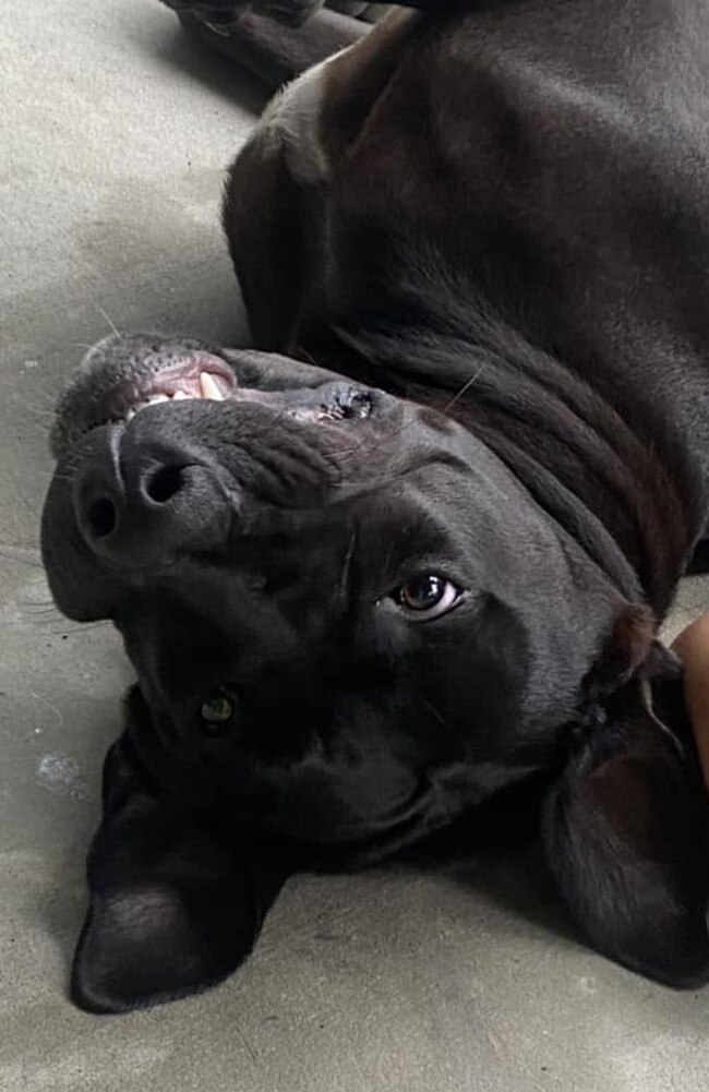 Biggie: Chloe Yuralee's 7 month old Neo-Mastiff X