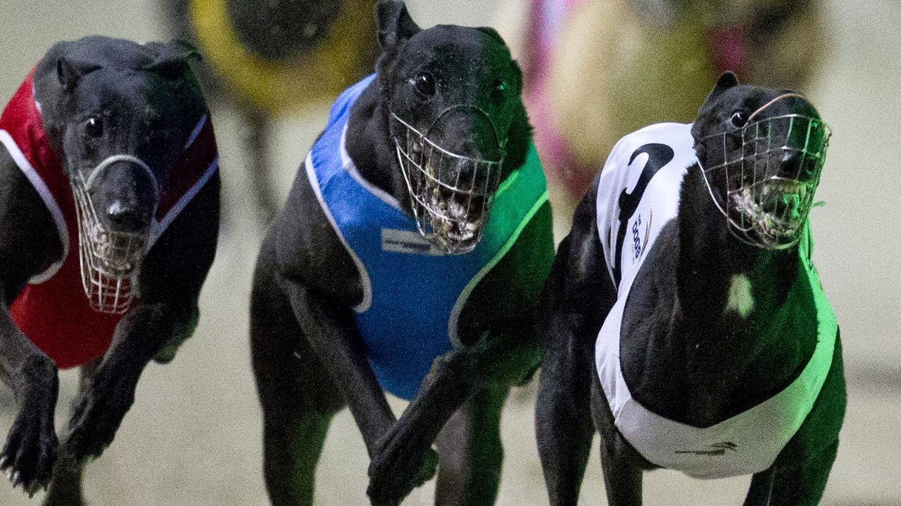 Animal cruelty: Trainer left greyhound in agony for days; horrific ...