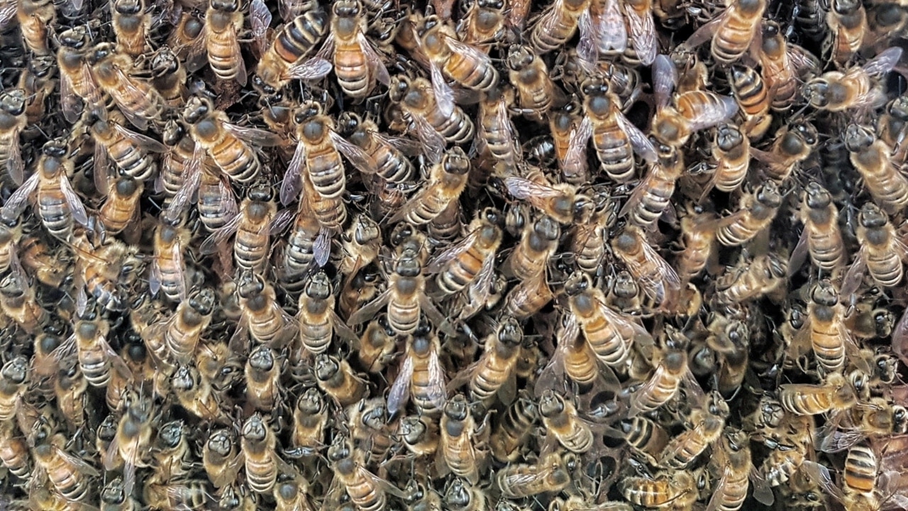 Beekeeper drives truck as 3000 bees swarm inside