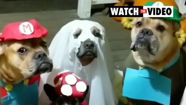 Group of rescue dogs completely nail Halloween looks