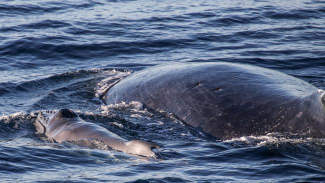 A humpback whale and her young spotted on the Gold Coast. Picture: Sea World Cruises.