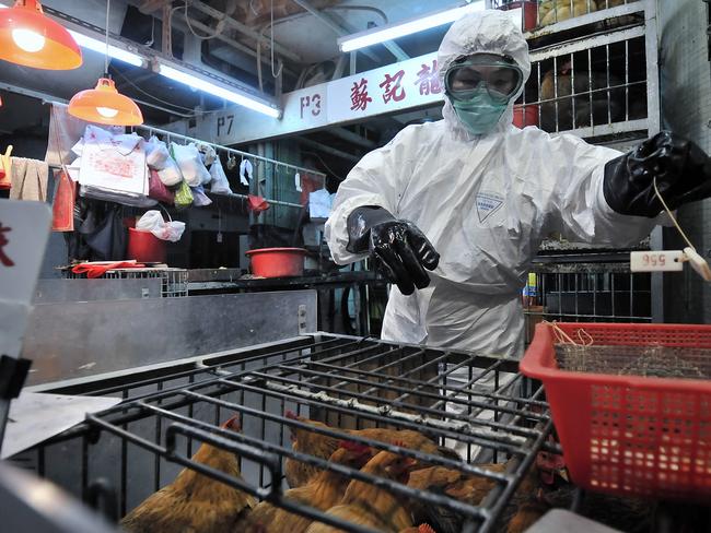 Staff wearing protective clothing cull chickens in a Sham Shui Po market after the deadly H5N1 avian bird flu virus was found in samples collected from the market's poultry stalls in Hong Kong, 07/06/2008. The government has ordered an immediate ban on all poultry imports from China.