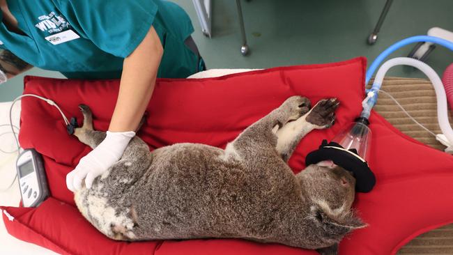 Spring is the busiest time of year at Currumbin Wildlife Hospital. Picture: Adam Head