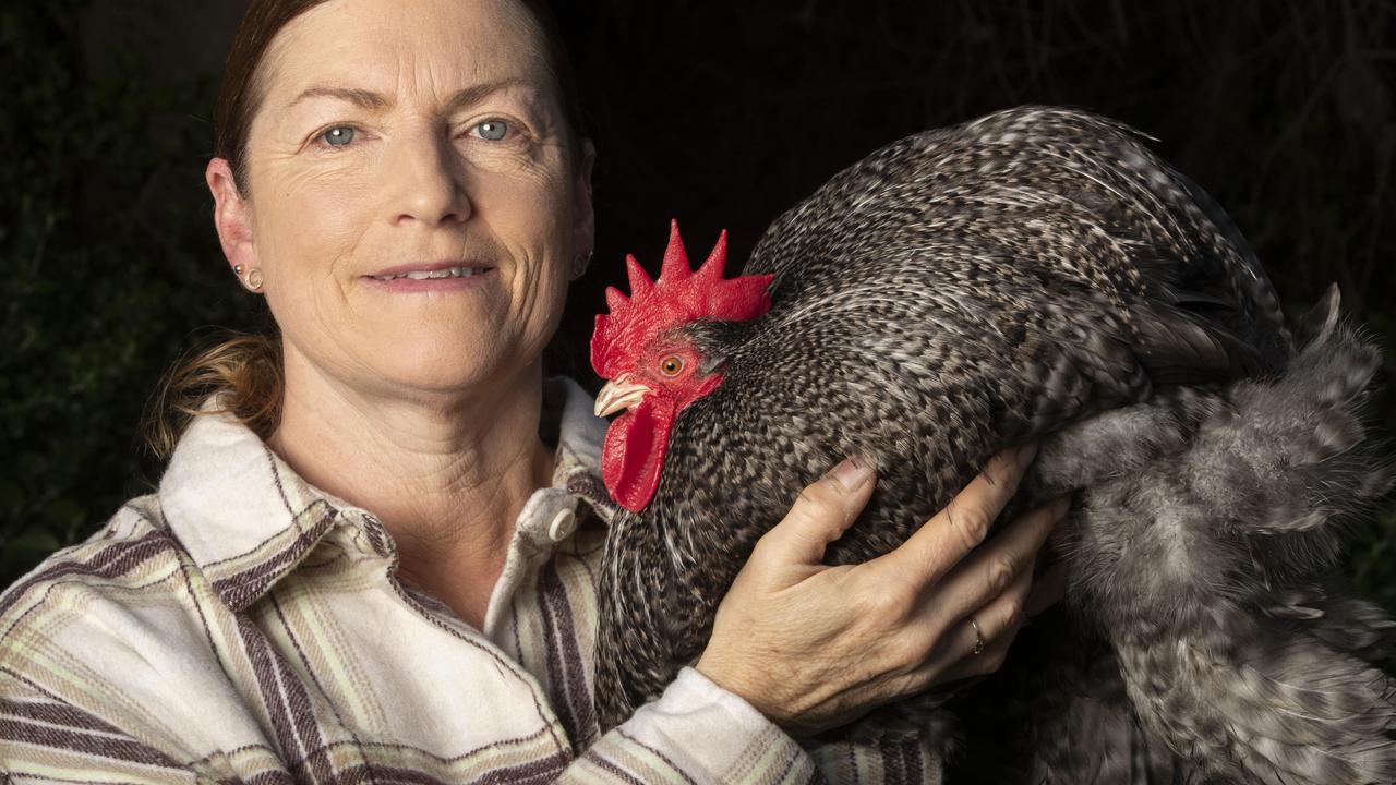 Tracey Cordwell readies her Pekin Bantams for Royal Hobart Show | The ...