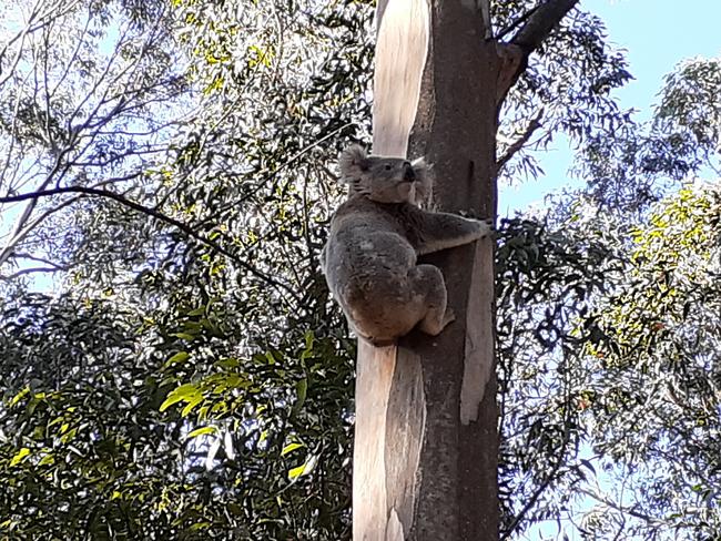 Reports of koala sightings in Yarramalong. Picture: Mark Davis