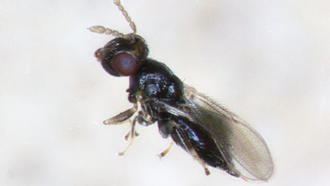 The parasitic wasp (pictured) will be unleashed on gall wasps in Laos if breeding in the lab is successful.