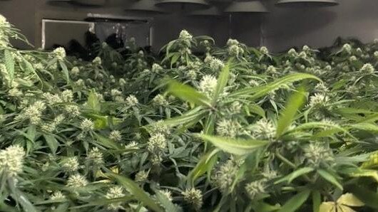’Could be goo’: Gutter told police he wanted to make cannabis oil and use it for bodybuilding. Picture: file
