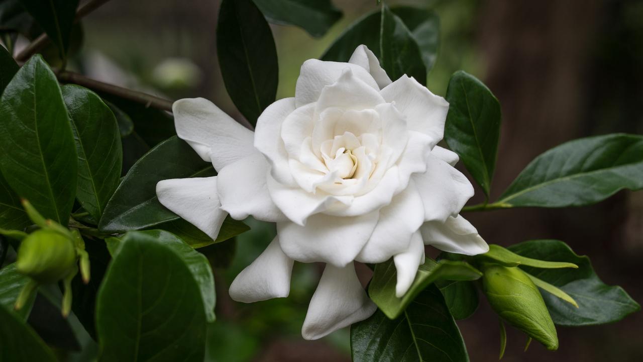 A short guide to growing Gardenias The Australian