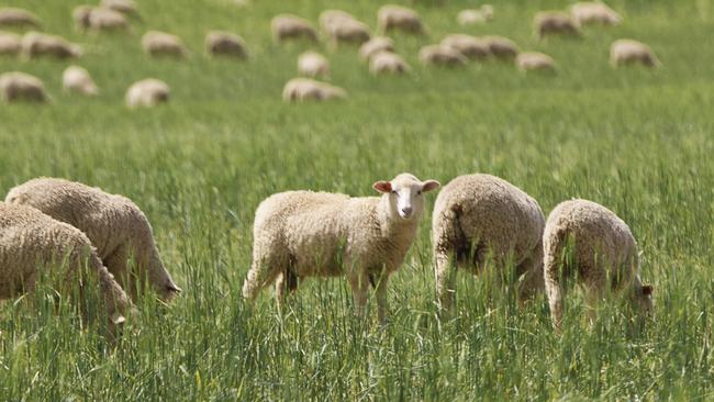 A mixture of cropping and sheep production takes place at the Booborowie Aggregation.