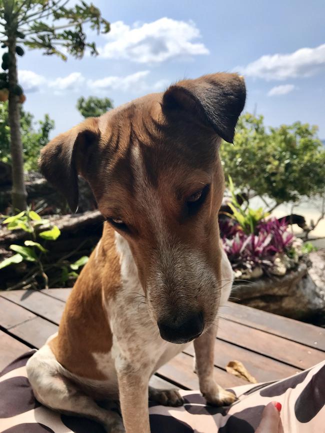 Taxi the dog will soon be brought to live in Tasmania.