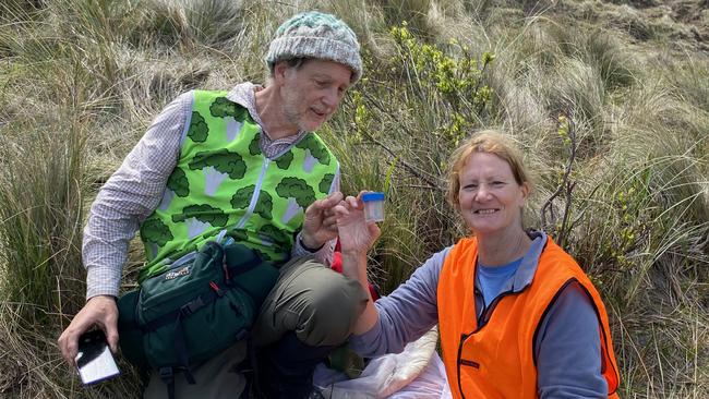 Dr Simon Grove, of TMAG, and Dr Karen Richards, of NRE Tas, with a Schayer's grasshopper specimen. Picture: Supplied