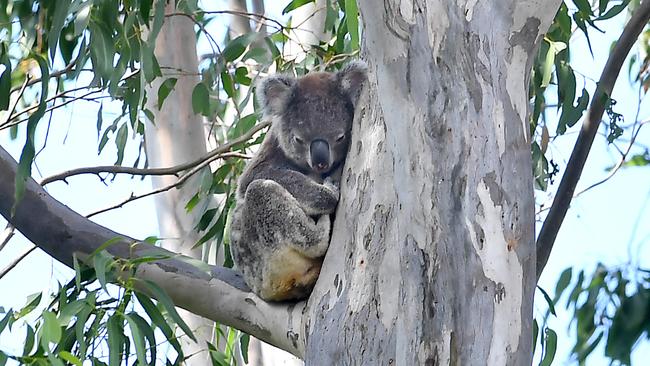 A koala in a tree. Casino Food Co-op will be planting 2000 trees to strengthen their population.