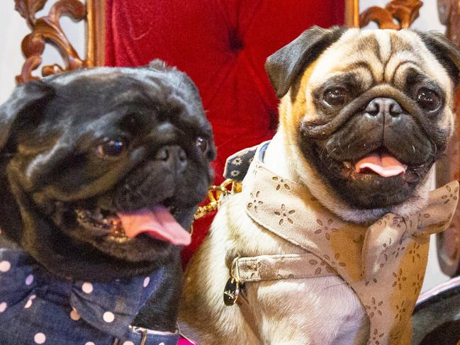 The Melbourne Dog Lovers Show returns to the Royal Exhibition Building in May.