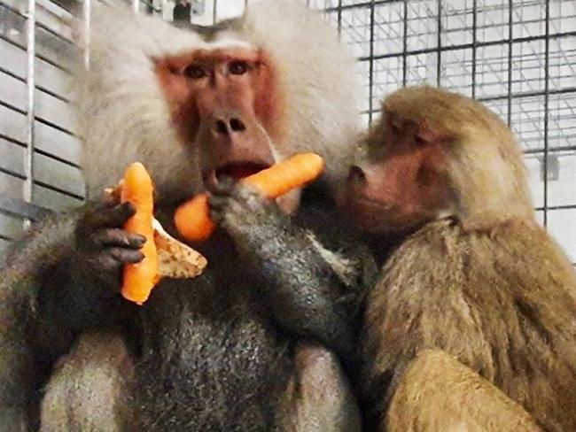 Baboon ‘Houdini’ gets the snip