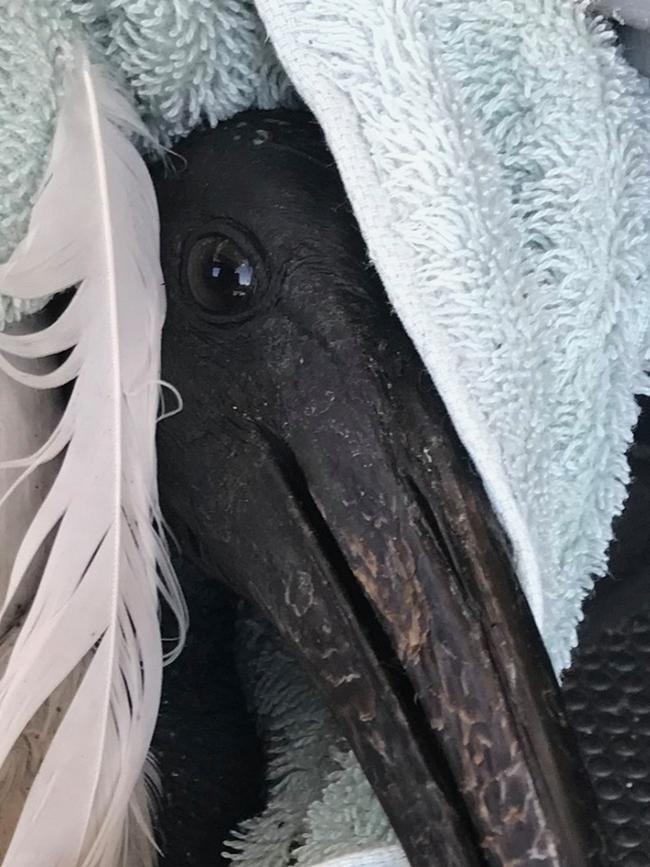 An Ibis with fishing line around his foot/toes. Photo from Wild Bird Rescues Gold Coast.