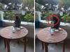 Monkey’s act in Bali hotel stuns Aussie