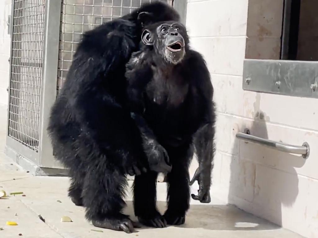 After being caged all her life, Vanilla the chimpanzee, reacts after seeing the sky for the first time at a Chimps sanctuary in Florida. The 28-year-old chimp moved to the sanctuary last year and had been quarantined and acclimating to her new home. Picture: Save the Chimps
