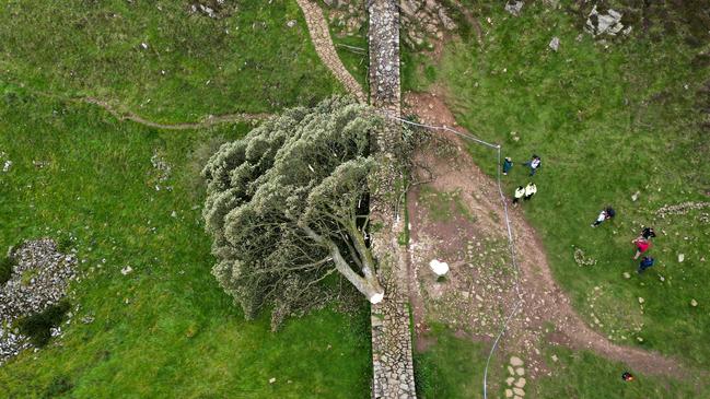 The Sycamore Gap tree on Hadrian's Wall lies on the ground leaving behind only a stump in the spot it once proudly stood. Picture: Jeff J Mitchell / Getty Images