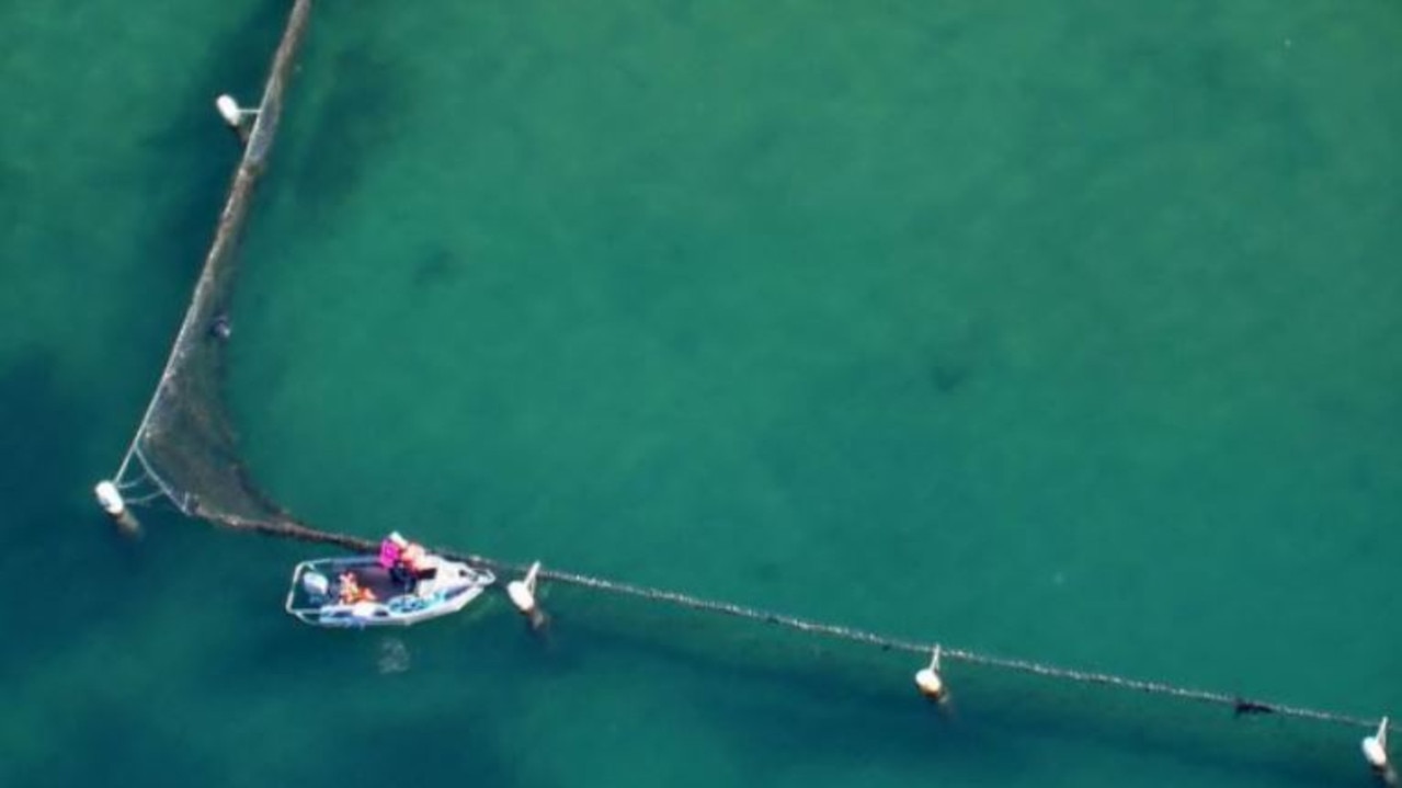 The shark made its way into the nets. Picture: Channel 9