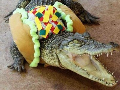 Howard Springs reptile wrangler Chris Peberdy says his croc Stampy likes to dress up on special occasions, including this taco costume. Picture: Supplied