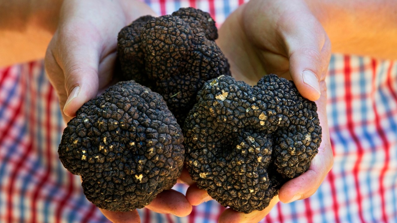 Growing appetite for Tasmanian black truffles