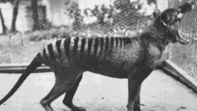 The last known thylacine, photographed at Hobart Zoo in 1933.