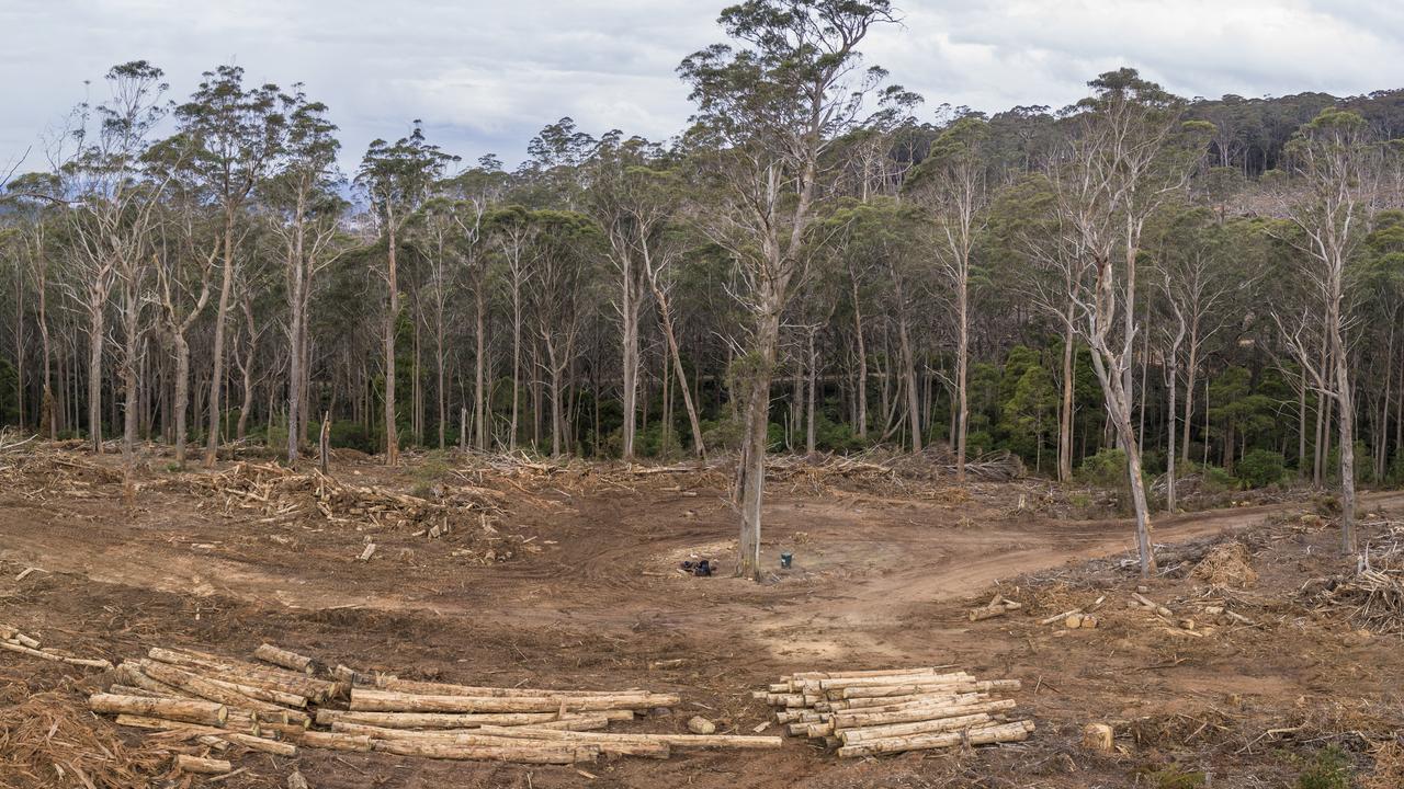 One of the greater glider’s last strongholds in southern NSW sits in Tallaganda State Forest. Picture: Andrew Kaineder / WWF-Australia