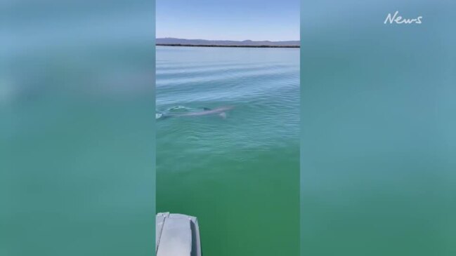 'Crabby' shark thrashes fisherman's net