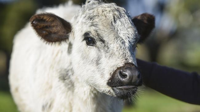 A British White calf at Brooklands Free Range Farms.