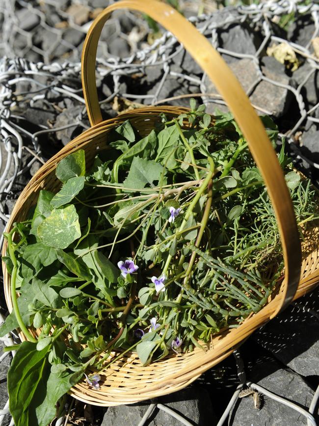 Plants found by Diego Bonetto. Picture: Craig Wilson