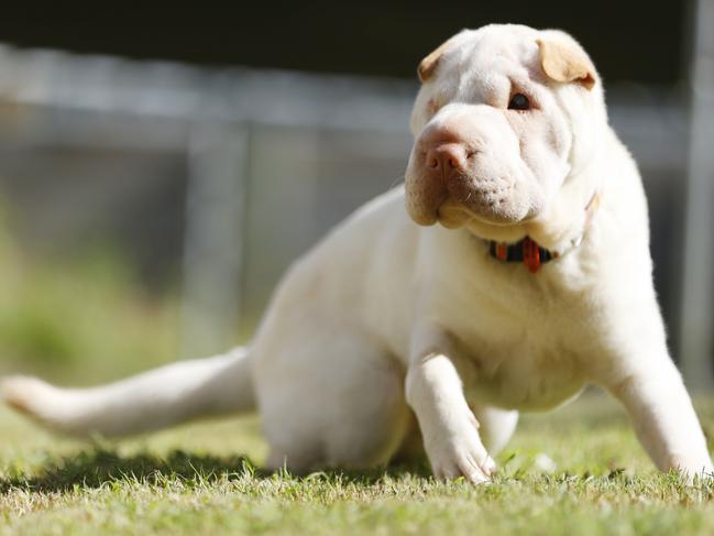 Luna is now living with her carer on the Sunshine Coast. Picture: Lachie Millard