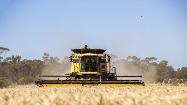 It’s estimated the 2024/25 harvest will be 5.3m tonnes and worth $2.1bn at the farmgate. Picture: Zoe Phillips