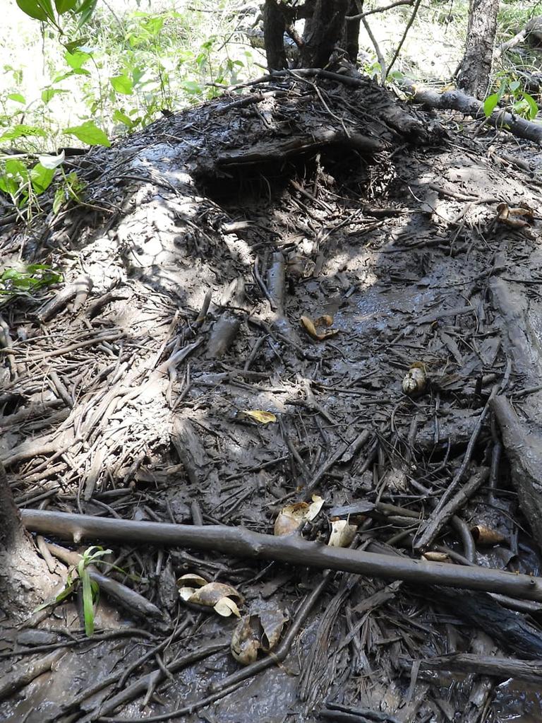 A crocodile wallow spotted on the King River bank. Picture: Rodney Fischer