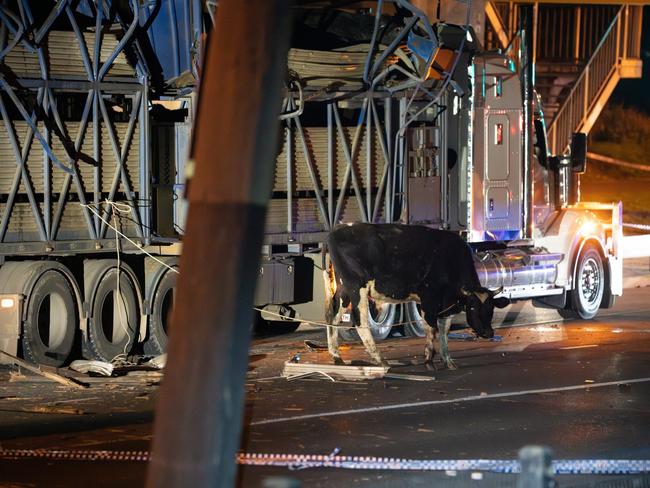 Cattle on the street after the truck crash in South Yarra. Picture: Farm Transparency Project