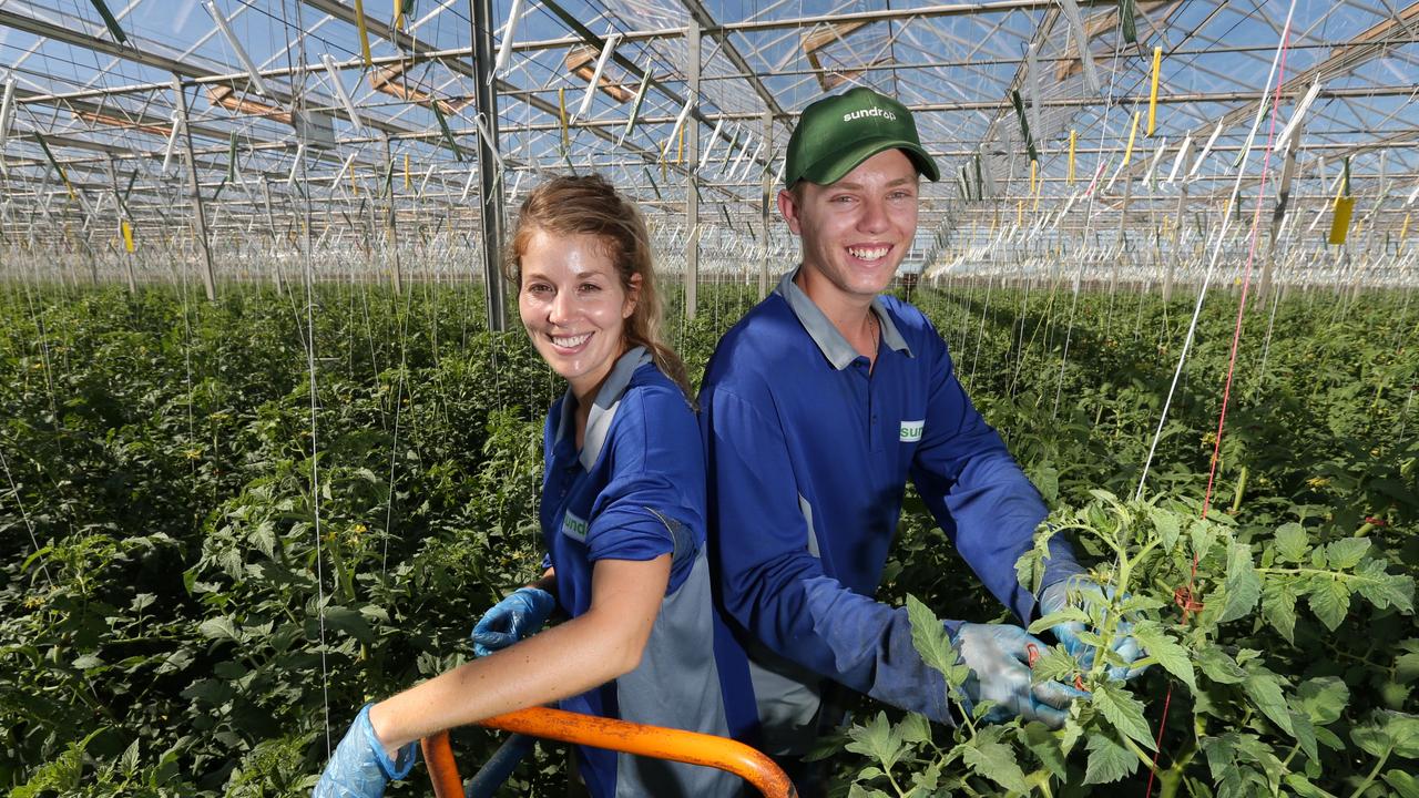 Centuria Picks Sundrop Farms In $70m Agriculture Play | The Australian