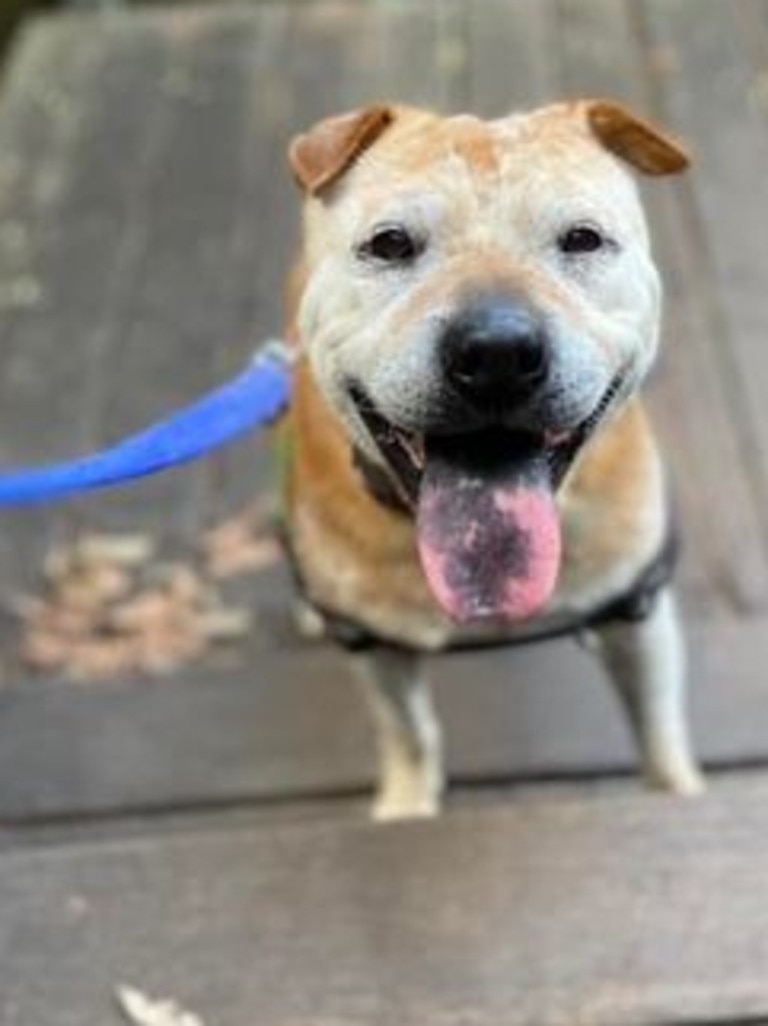 Clifford is happy after eating appropriately sized treats. Picture: RSPCA.