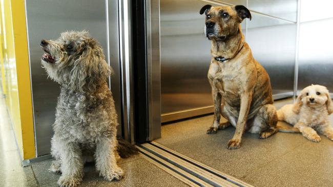 Exception, not the rule: Happy four-legged residents of the Altair apartments in Kings Cross, where pets are embraced — a rarity according to the Tenants Union of NSW. Picture: Justin Lloyd